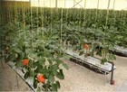 Seed Propagation Heating Mat 30x50 Seed Propagating 30 Watt Seedling Heat Mat