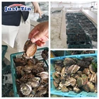 Canned Abalone Abalonecannedabalone New Zealand Canned Abalone In Brine 150g