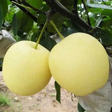 Singo Pear,Fengshui Pear,Ya Pear,Golden pear,Crown pear,Hosui pear,Fresh Pear,Fuji Apple,Shandong Original