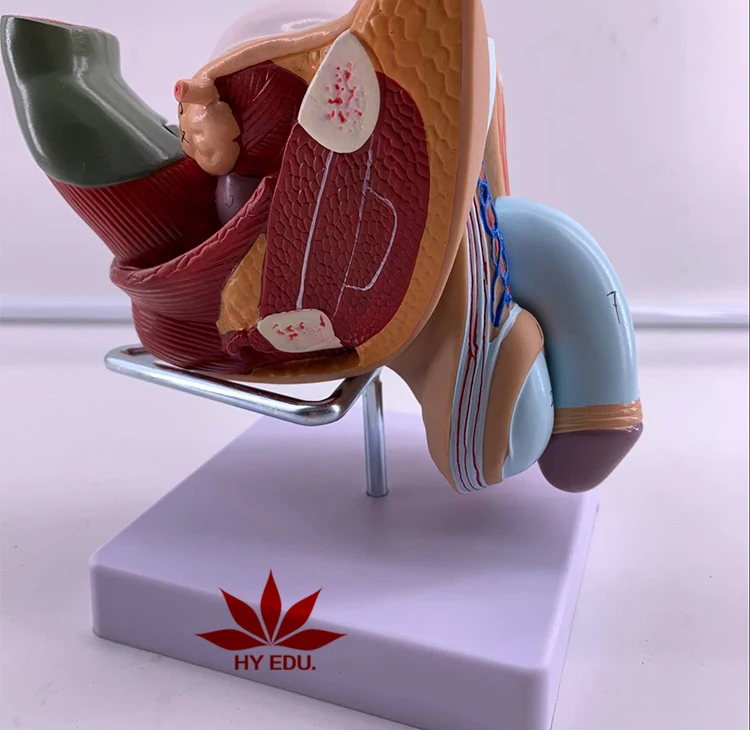 Medical Science Male Genital Organ Anatomical Model Human Reproductive