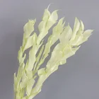 Hotsale Preserved Flowers Ruscus Orange Leaves Everlasting Flower For Envirmental Protection Party Deoration