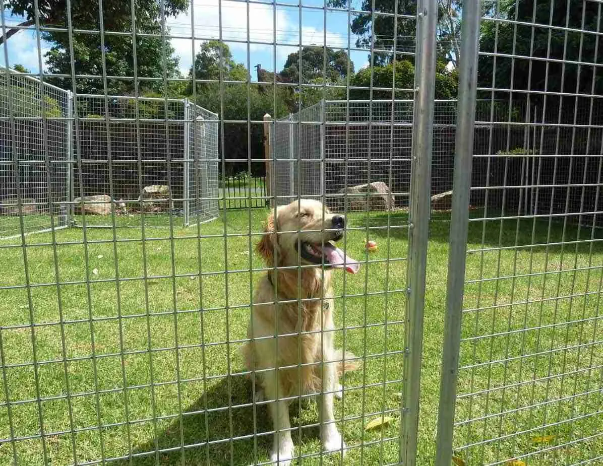 Temporary Dog Enclosures.jpg