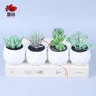 Garden New Products High Quality Garden Plants Flower Ceramic Pots For Succulent Plants