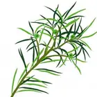 Pure Natural Oil 100% Pure Natural Organic Tea Tree Oil Essential Oil