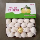 Pears Pear Pear Fresh Pears Chinese Ya Pear