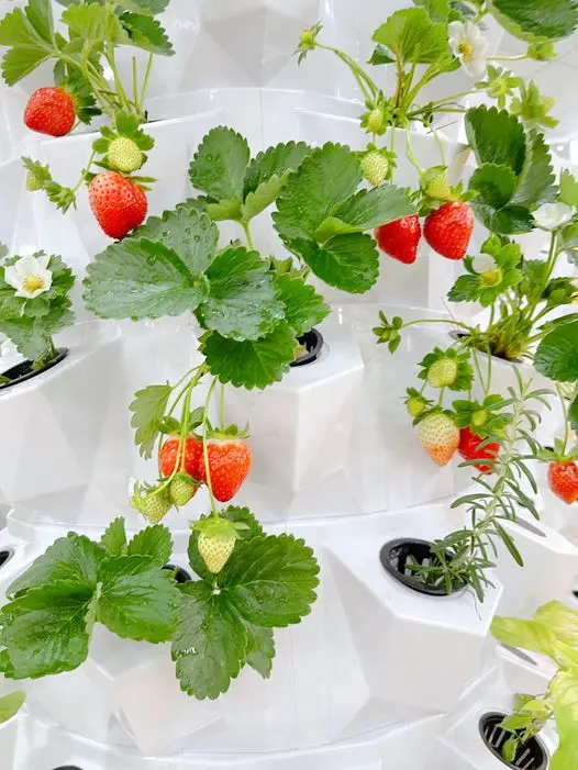 Commercial Strawberry Hydroponic Growing Systems In Greenhouse Buy