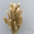 Wedding Wholesale Cheap Real Touch Dried Flower Wedding Home Decor Bunny Rabbit Tail Grass Dry Lagurus Ovatus