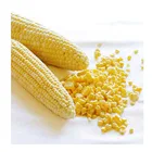 Corn New 100% Natural Vegetables KOSHER IQF Sweet Corn Kernels Corn