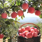 Fresh Apple Wholesale Prices Fresh Fruits Fuji Apple