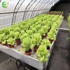 Table With Tray Greenhouse 4x8 Flood Rolling Bench Ebb And Flow Table With Hydroponic Growing Tray