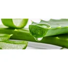 Organic Aloe Aloe Supplier Organic 100% Fresh Aloe Vera Soothing Leaves 100% Pure 1kg