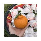 Orange Hot Wholesale Baby Mandarin Orange / Ugly Orange /fresh Mandarin Orange