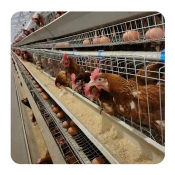 Layer Chicks In Battery Cages Good Quality A Type 96 Birds Manual Chicken Battery Cage System Egg Layer