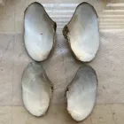 Sea Shells Wholesale Natural Raw Mother Of Pearl Sea Shells Raw Material For DIY Hand Craft Home Decoration
