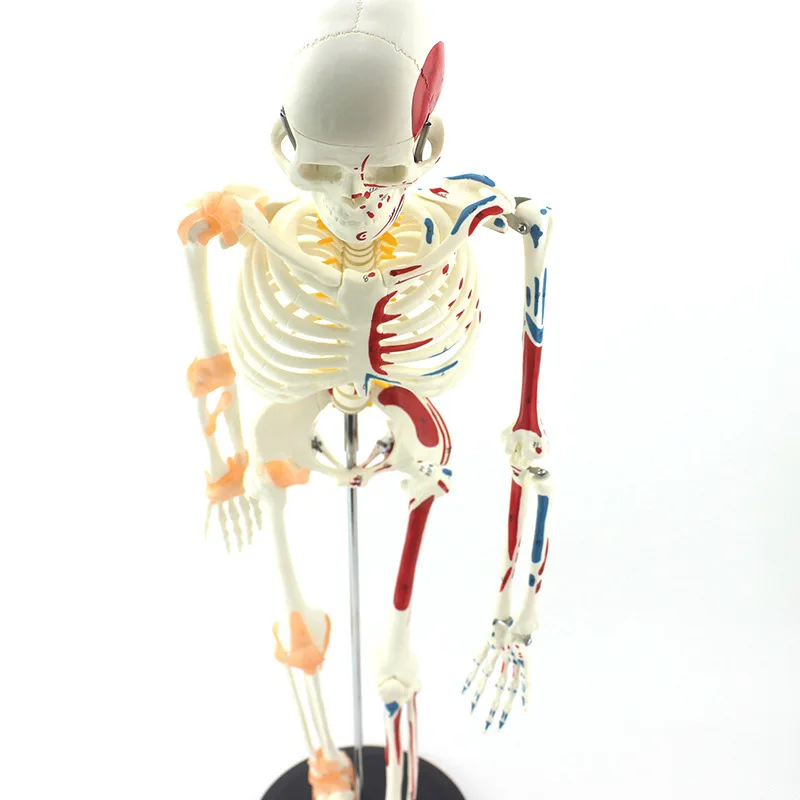 Cm Medical Human Model Skeleton With Neurovascular Model For Human