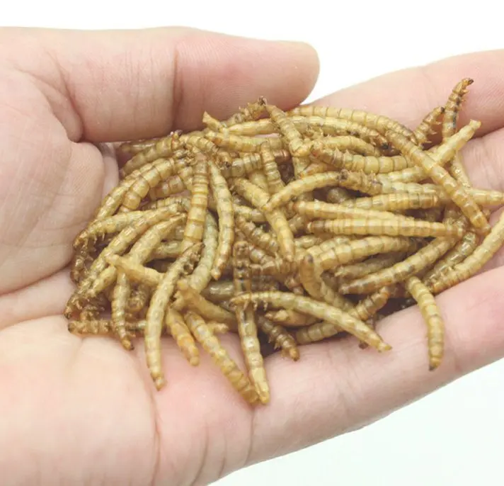 trade king mealworms