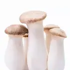 King Oyster Mushroom Spawn Bag Oyster Spawn Log