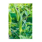 Food Limited Time Special Offer Instant Food Vegetable Chips Okra En Poudre