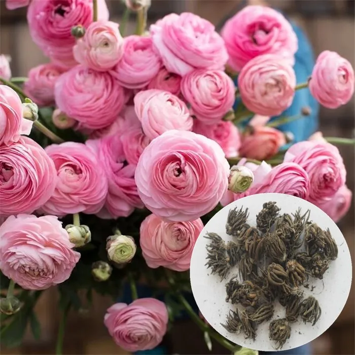 Hua Mao Gen Wholesale Colorful Ranunculus Bulbs Flowers Seeds For Planting Buy Ranunculus Bulbs Ranunculus Bulbs Flowers Ranunculus Flower Seeds Product On Alibaba Com