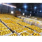 Fruit Montale Size 88 100 113 125 138 Fresh Fruit Good Price Lime Lemon