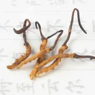 Natural Reduces Fatigue Chinese Herb 100% Natural Cordyceps