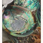 Abalone Shell Robin Crystal Abalone Shell Palo Santo Stick Cleansing Smudge Kit With Sage For Healing
