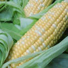 Yellow Corn Yellowcornyellow Corn DSF NON-GMO Yellow Frozen Sweet Corn Cob