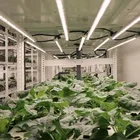 Red Led Strip Lights Led Starsteck 660nm 730nm Far Red Infared Led Strip Grow Lights With UV IR