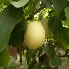 Pear Pearpear Bulk Juicy And Fresh Shandong Pear