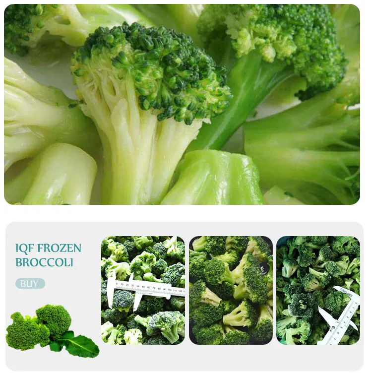 Frozen Broccoli IQF Broccoli supplier