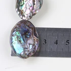 Abalone 25-30mm Natural Polished Abalone Shell Natural Craft Seashell