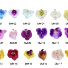 Real New Design Decorative Simulation Real Touch Colorful Artificial Plastic Pot Flower Phalaenopsis Orchid