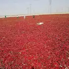 Chilli Chilli The Manufacturer Produces High-quality Pure Natural Sweet Paprika Chilli Seeds