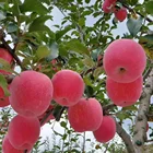 Apple Apples Fresh Apple Fruit For Sale Fresh Fuji Apples Fesh Yantai Fuji Apple