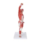 Model Man Muscle Anatomy Model
