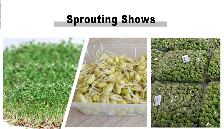 Automatic Germination/Barley Wheat Seeds Germinating Machine/Fodder Sprouting Machine Pasen Machine for Seeds Germ details