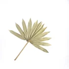 Flower Australia Popular Dried Palm Leaf For Weddings And Flower Arrangements