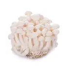 Jade Large Wholesale Of Fresh White Jade Mushroom