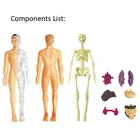Human Body Model Wholesale Diy Science Kits For Kids Educational Toys