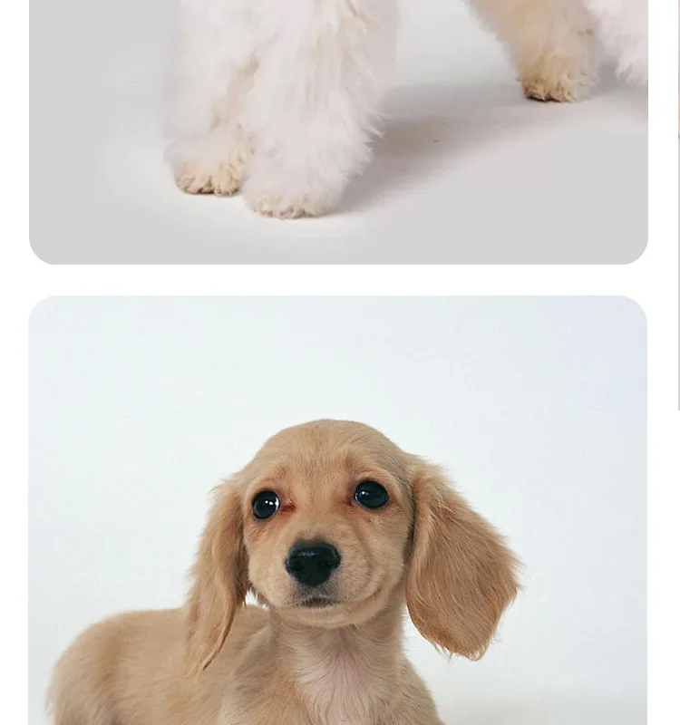 Hot Selling Portable Folding Silicone Bowl Outdoor Pet Water and Food Feeding Bowl for Dogs supplier