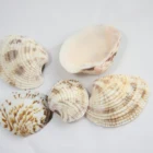 Sea Shells Wholesale Beach Decoration Natural Mixed Sea Shells