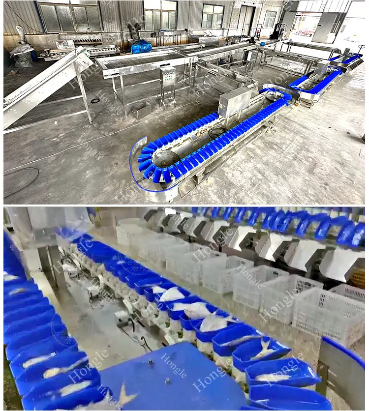 Clam Fish Sorting Machine Agricultural Product Weight Sorting Machine Shrimp factory