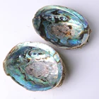 Abalone Shell Price Hot Sale Big Polished Abalone Shell Natural In Stock Decoration Crafts With Good Price
