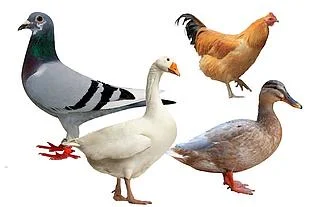 Automatic Chicken Vacuum Lung Suction Machine Poultry Visceral Cleaning Machine factory