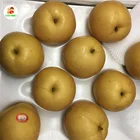 Pear New Corp Fresh Yellow Pear Best Quality And Low Prices Fresh Fragrant Pear