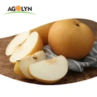 Pear Wholesale Supplier High Quality Yellow Fresh Ya Pear