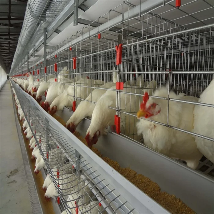 Poultry Farm House Automatic Galvanized Battery Chicken Layer Cages For