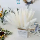 Flowers Plant Decor Small Dried Pampas For Sale Natural Decorative Flowers Wreaths Christmas