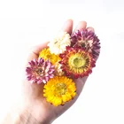 Chrysanthemum Hot Sale Beautiful Dried Flower Colorful Chrysanthemum Helichrysum Strawflower For Decoration