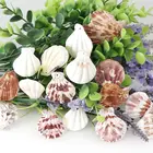 Shells Shell 4 Inches Large Natural Baking Shells White Scallops